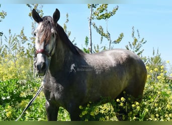 PRE, Hongre, 5 Ans, 155 cm, Gris