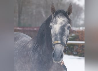 PRE Croisé, Hongre, 5 Ans, 155 cm, Rouan bleu