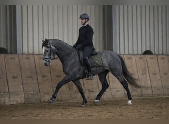 PRE Croisé, Hongre, 5 Ans, 155 cm, Rouan bleu