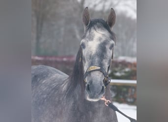 PRE Croisé, Hongre, 5 Ans, 155 cm, Rouan bleu