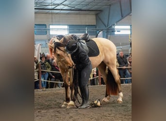 PRE Croisé, Hongre, 5 Ans, 156 cm, Isabelle