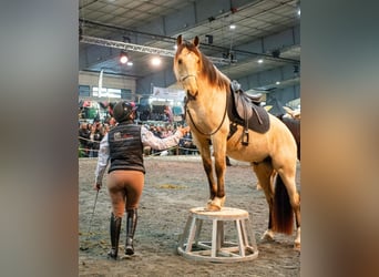 PRE Croisé, Hongre, 5 Ans, 156 cm, Isabelle