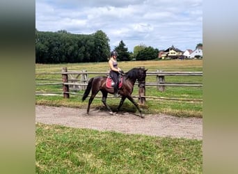 PRE Croisé, Hongre, 5 Ans, 157 cm, Bai brun