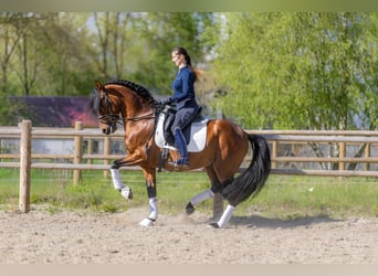 PRE, Hongre, 5 Ans, 157 cm, Bai