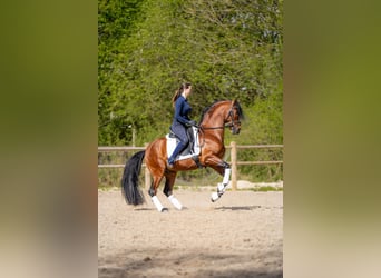 PRE, Hongre, 5 Ans, 157 cm, Bai