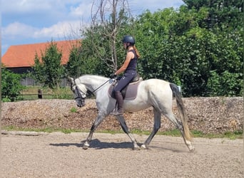 PRE Croisé, Hongre, 5 Ans, 157 cm, Gris