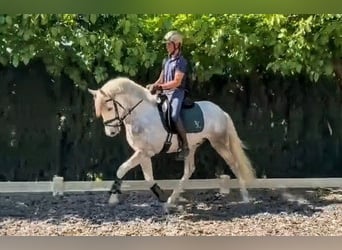 PRE, Hongre, 5 Ans, 157 cm, Gris pommelé