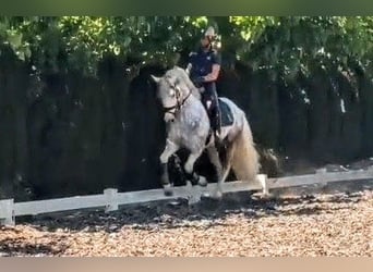 PRE, Hongre, 5 Ans, 157 cm, Gris pommelé