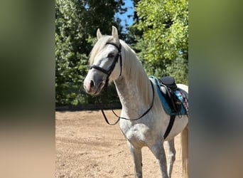 PRE Croisé, Hongre, 5 Ans, 158 cm, Gris
