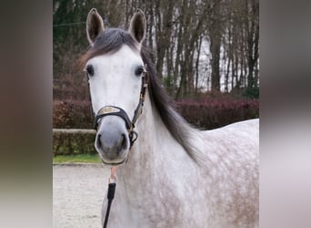 PRE Croisé, Hongre, 5 Ans, 158 cm, Gris