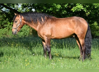 PRE, Hongre, 5 Ans, 158 cm, Isabelle