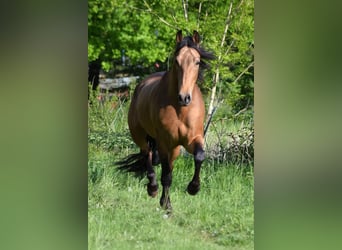 PRE, Hongre, 5 Ans, 158 cm, Isabelle