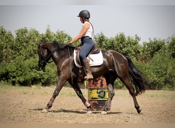 PRE Croisé, Hongre, 5 Ans, 158 cm, Noir