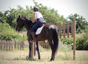 PRE Croisé, Hongre, 5 Ans, 158 cm, Noir