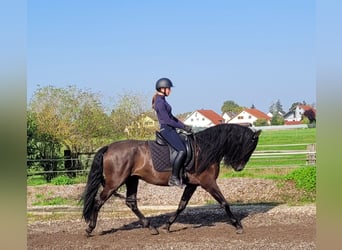 PRE Croisé, Hongre, 5 Ans, 158 cm, Noir