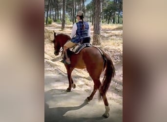 PRE Croisé, Hongre, 5 Ans, 159 cm, Alezan