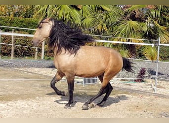 PRE Croisé, Hongre, 5 Ans, 159 cm, Buckskin