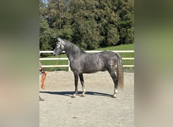PRE Croisé, Hongre, 5 Ans, 159 cm, Gris pommelé