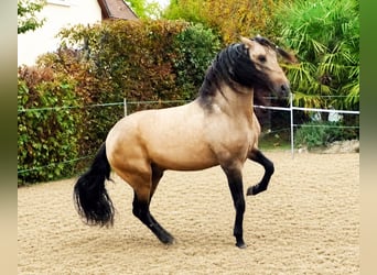 PRE Croisé, Hongre, 5 Ans, 159 cm, Isabelle