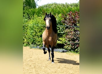 PRE, Hongre, 5 Ans, 159 cm, Isabelle