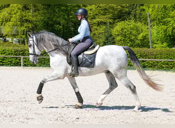 PRE Croisé, Hongre, 5 Ans, 160 cm, Gris