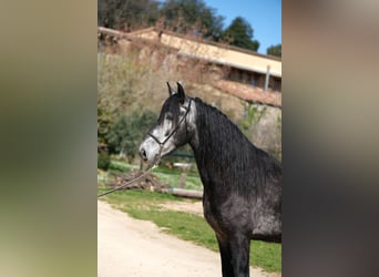 PRE Croisé, Hongre, 5 Ans, 160 cm, Gris pommelé