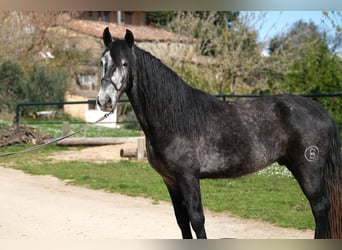 PRE Croisé, Hongre, 5 Ans, 160 cm, Gris pommelé