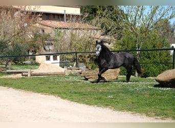 PRE Croisé, Hongre, 5 Ans, 160 cm, Gris pommelé