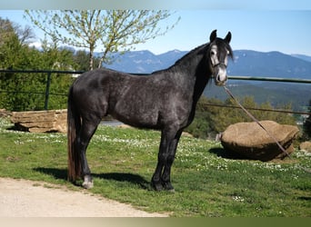 PRE Croisé, Hongre, 5 Ans, 160 cm, Gris pommelé