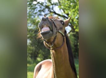 PRE, Hongre, 5 Ans, 160 cm, Isabelle