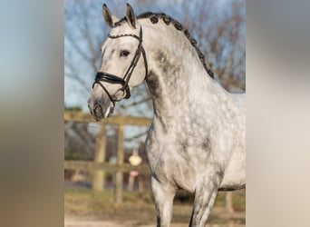 PRE, Hongre, 5 Ans, 161 cm, Gris