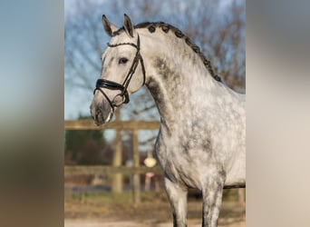 PRE, Hongre, 5 Ans, 161 cm, Gris