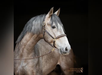 PRE Croisé, Hongre, 5 Ans, 161 cm, Gris