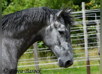 PRE Croisé, Hongre, 5 Ans, 162 cm, Gris