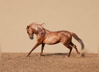 PRE, Hongre, 5 Ans, 163 cm, Alezan brûlé