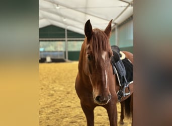PRE, Hongre, 5 Ans, 163 cm, Alezan