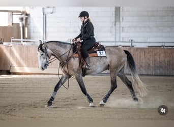 PRE, Hongre, 5 Ans, 163 cm, Aubère