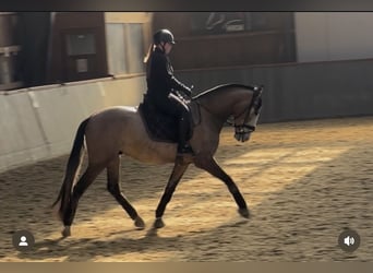 PRE, Hongre, 5 Ans, 163 cm, Aubère