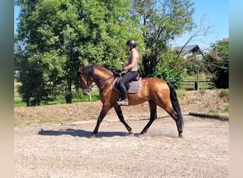 PRE, Hongre, 5 Ans, 163 cm, Bai brun