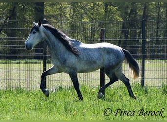 PRE, Hongre, 5 Ans, 163 cm, Gris