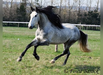 PRE, Hongre, 5 Ans, 163 cm, Gris