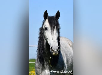 PRE, Hongre, 5 Ans, 163 cm, Gris