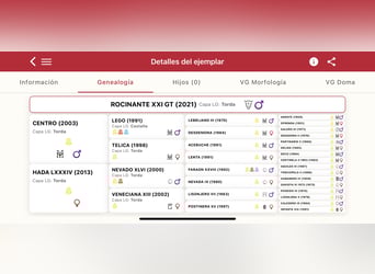 PRE Croisé, Hongre, 5 Ans, 163 cm, Gris