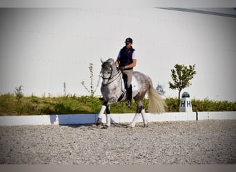 PRE, Hongre, 5 Ans, 163 cm, Gris