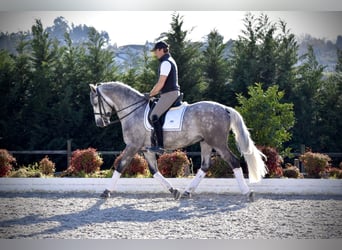 PRE, Hongre, 5 Ans, 163 cm, Gris