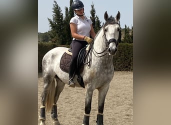 PRE Croisé, Hongre, 5 Ans, 163 cm, Gris pommelé