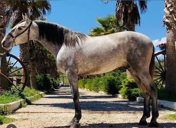 PRE Croisé, Hongre, 5 Ans, 163 cm, Gris pommelé