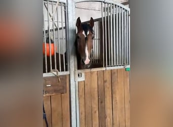 PRE Croisé, Hongre, 5 Ans, 164 cm, Bai