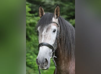 PRE Croisé, Hongre, 5 Ans, 164 cm, Gris