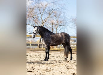PRE Croisé, Hongre, 5 Ans, 164 cm, Gris